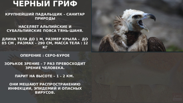 ЧЕРНЫЙ ГРИФ  КРУПНЕЙШИЙ ПАДАЛЬЩИК – САНИТАР ПРИРОДЫ  НАСЕЛЯЕТ АЛЬПИЙСКИЕ И СУБАЛЬПИЙСКИЕ ПОЯСА ТЯНЬ-ШАНЯ.  ДЛИНА ТЕЛА ДО 1 М, РАЗМЕР КРЫЛА – ДО 85 СМ , РАЗМАХ – 290 СМ, МАССА ТЕЛА : 12 КГ  ОПЕРЕНИЕ : СЕРО-БУРОЕ  ЗОРЬКОЕ ЗРЕНИЕ – 7 РАЗ ПРЕВОСХОДИТ ЗРЕНИЕ ЧЕЛОВЕКА.  ПАРИТ НА ВЫСОТЕ – 1 – 2 КМ.  ОНИ МЕШАЮТ РАСПРОСТРАНЕНИЮ ИНФЕКЦИИ, ЭПИДЕМИЙ И ОПАСНЫХ ВИРУСОВ.  
