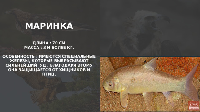 МАРИНКА  ДЛИНА : 70 СМ МАССА : 3 И БОЛЕЕ КГ.  ОСОБЕННОСТЬ : ИМЕЮТСЯ СПЕЦИАЛЬНЫЕ ЖЕЛЕЗЫ, КОТОРЫЕ ВЫБРАСЫВАЮТ СИЛЬНЕЙШИЙ ЯД . БЛАГОДАРЯ ЭТОМУ ОНА ЗАЩИЩАЕТСЯ ОТ ХИЩНИКОВ И ПТИЦ.   