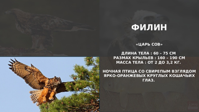 ФИЛИН  «ЦАРЬ СОВ»  ДЛИНА ТЕЛА : 60 – 75 СМ РАЗМАХ КРЫЛЬЕВ : 160 – 190 СМ МАССА ТЕЛА : ОТ 2 ДО 3,2 КГ.  НОЧНАЯ ПТИЦА СО СВИРЕПЫМ ВЗГЛЯДОМ ЯРКО-ОРАНЖЕВЫХ КРУГЛЫХ КОШАЧЬИХ ГЛАЗ.   