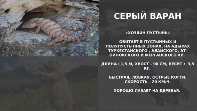 СЕРЫЙ ВАРАН  «ХОЗЯИН ПУСТЫНЬ»  ОБИТАЕТ В ПУСТЫННЫХ И ПОЛУПУСТЫННЫХ ЗОНАХ, НА АДЫРАХ ТУРКЕСТАНСКОГО , АЛАЙСКОГО, АТ-ОЙНОКСКОГО И ФЕРГАНСКОГО ХР.  ДЛИНА : 1,5 М, ХВОСТ – 90 СМ, ВЕСИТ : 3,5 КГ.  БЫСТРАЯ, ЛОВКАЯ, ОСТРЫЕ КОГТИ. СКОРОСТЬ – 20 КМ/Ч.  ХОРОШО ЛАЗАЕТ НА ДЕРЕВЬЯ.   