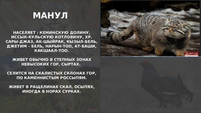 МАНУЛ  НАСЕЛЯЕТ : КЕМИНСКУЮ ДОЛИНУ, ИССЫК-КУЛЬСКУЮ КОТЛОВИНУ, ХР. САРЫ-ДЖАЗ, АК-ШЫЙРАК, КЫЗЫЛ-БЕЛЬ, ДЖЕТИМ – БЕЛЬ, НАРЫН-ТОО, АТ-БАШИ, КАКШААЛ-ТОО.  ЖИВЕТ ОБЫЧНО В СТЕПНЫХ ЗОНАХ НЕВЫСОКИХ ГОР, СЫРТАХ.  СЕЛИТСЯ НА СКАЛИСТЫХ СКЛОНАХ ГОР, ПО КАМЕННИСТЫМ РОССЫПЯМ.  ЖИВЕТ В РАЩЕЛИНАХ СКАЛ, ОСЫПЯХ, ИНОГДА В НОРАХ СУРКАХ.   
