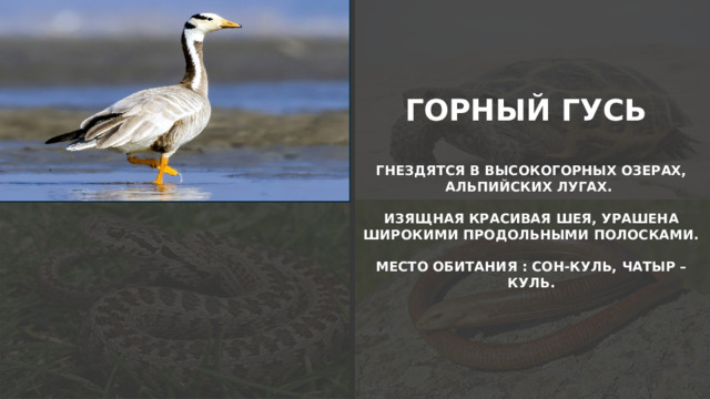 ГОРНЫЙ ГУСЬ  ГНЕЗДЯТСЯ В ВЫСОКОГОРНЫХ ОЗЕРАХ, АЛЬПИЙСКИХ ЛУГАХ.  ИЗЯЩНАЯ КРАСИВАЯ ШЕЯ, УРАШЕНА ШИРОКИМИ ПРОДОЛЬНЫМИ ПОЛОСКАМИ.  МЕСТО ОБИТАНИЯ : СОН-КУЛЬ, ЧАТЫР – КУЛЬ.  
