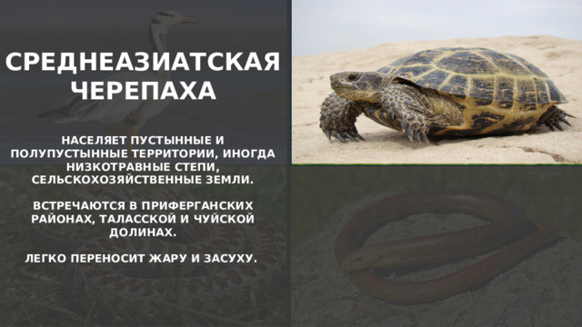 СРЕДНЕАЗИАТСКАЯ ЧЕРЕПАХА  НАСЕЛЯЕТ ПУСТЫННЫЕ И ПОЛУПУСТЫННЫЕ ТЕРРИТОРИИ, ИНОГДА НИЗКОТРАВНЫЕ СТЕПИ, СЕЛЬСКОХОЗЯЙСТВЕННЫЕ ЗЕМЛИ.  ВСТРЕЧАЮТСЯ В ПРИФЕРГАНСКИХ РАЙОНАХ, ТАЛАССКОЙ И ЧУЙСКОЙ ДОЛИНАХ.  ЛЕГКО ПЕРЕНОСИТ ЖАРУ И ЗАСУХУ.  