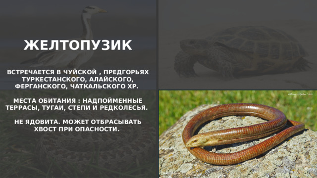 ЖЕЛТОПУЗИК  ВСТРЕЧАЕТСЯ В ЧУЙСКОЙ , ПРЕДГОРЬЯХ ТУРКЕСТАНСКОГО, АЛАЙСКОГО, ФЕРГАНСКОГО, ЧАТКАЛЬСКОГО ХР.  МЕСТА ОБИТАНИЯ : НАДПОЙМЕННЫЕ ТЕРРАСЫ, ТУГАИ, СТЕПИ И РЕДКОЛЕСЬЯ.  НЕ ЯДОВИТА. МОЖЕТ ОТБРАСЫВАТЬ ХВОСТ ПРИ ОПАСНОСТИ.  