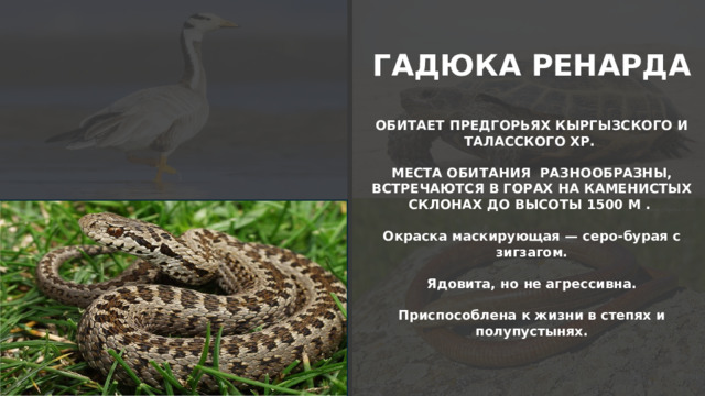 ГАДЮКА РЕНАРДА  ОБИТАЕТ ПРЕДГОРЬЯХ КЫРГЫЗСКОГО И ТАЛАССКОГО ХР.  МЕСТА ОБИТАНИЯ РАЗНООБРАЗНЫ, ВСТРЕЧАЮТСЯ В ГОРАХ НА КАМЕНИСТЫХ СКЛОНАХ ДО ВЫСОТЫ 1500 М .  Окраска маскирующая — серо-бурая с зигзагом.  Ядовита, но не агрессивна.  Приспособлена к жизни в степях и полупустынях.  
