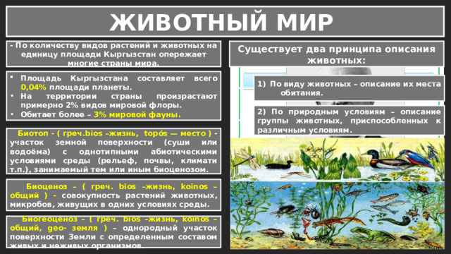 ЖИВОТНЫЙ МИР - По количеству видов растений и животных на единицу площади Кыргызстан опережает многие страны мира. Существует два принципа описания животных: Площадь Кыргызстана составляет всего 0,04% площади планеты. На территории страны произрастают примерно 2% видов мировой флоры. Обитает более – 3% мировой фауны. По виду животных – описание их места обитания. 2) По природным условиям – описание группы животных, приспособленных к различным условиям.  Биотоп - ( греч.bios –жизнь, topós — место ) - участок земной поверхности (суши или водоёма) с однотипными абиотическими условиями среды (рельеф, почвы, климати т.п.), занимаемый тем или иным биоценозом.  Биоценоз – ( греч. bios –жизнь, koinos – общий ) - совокупность растений животных, микробов, живущих в одних условиях среды.  Биогеоценоз – ( греч. bios –жизнь, koinos – общий, geo- земля ) – однородный участок поверхности Земли с определенным составом живых и неживых организмов. 