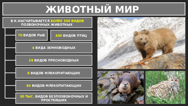 ЖИВОТНЫЙ МИР В К.НАСЧИТЫВАЕТСЯ БОЛЕЕ 500 ВИДОВ ПОЗВОНОЧНЫХ ЖИВОТНЫХ 70 ВИДОВ РЫБ 400 ВИДОВ ПТИЦ 4 ВИДА ЗЕМНОВОДНЫХ 28 ВИДОВ ПРЕСНОВОДНЫХ 8 ВИДОВ МЛЕКОПИТАЮЩИХ 84 ВИДОВ МЛЕКОПИТАЮЩИХ 30 ТЫС. ВИДОВ БЕЗПОЗВОНОЧНЫХ И ПРОСТЕЙШИХ 