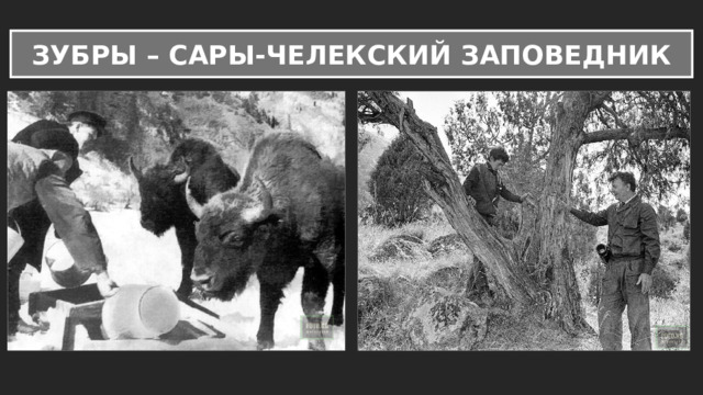 ЗУБРЫ – САРЫ-ЧЕЛЕКСКИЙ ЗАПОВЕДНИК 