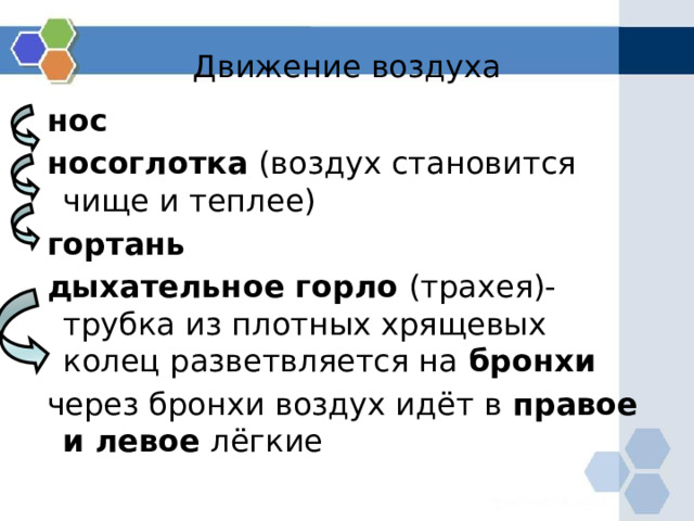 Движение воздуха  нос  носоглотка (воздух становится чище и теплее)  гортань  дыхательное горло (трахея)- трубка из плотных хрящевых колец разветвляется на бронхи  через бронхи воздух идёт в правое и левое лёгкие 