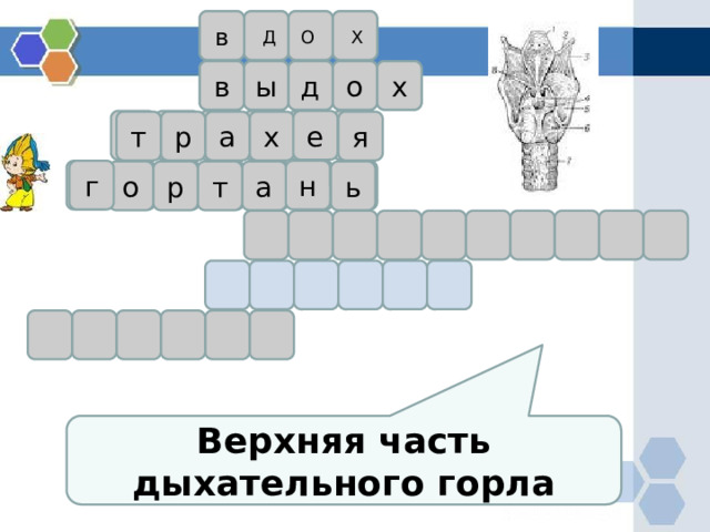 в О Х Д в ы д о х е т р а я х г н ь а т о р Верхняя часть дыхательного горла 