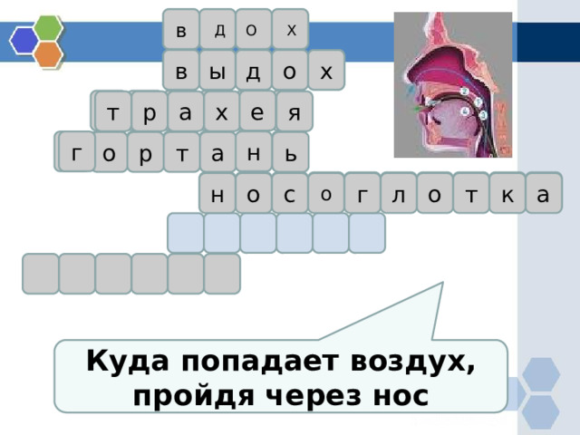 в О Х Д в ы д о х е т р а я х г н о т а ь р о н о с г л о к а т Куда попадает воздух, пройдя через нос 
