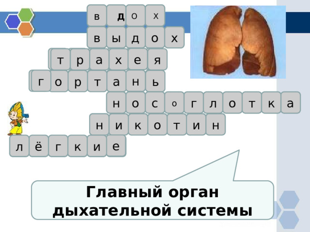 в Х Д О в д о х ы е р а я х т н г а т о р ь о с о г о т к а л н т н к и и о н е и к г ё л Главный орган дыхательной системы 