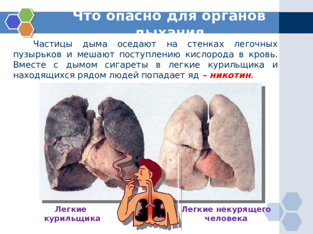 Что опасно для органов дыхания  Частицы дыма оседают на стенках легочных пузырьков и мешают поступлению кислорода в кровь. Вместе с дымом сигареты в легкие курильщика и находящихся рядом людей попадает яд – никотин . Легкие Легкие некурящего человека курильщика 