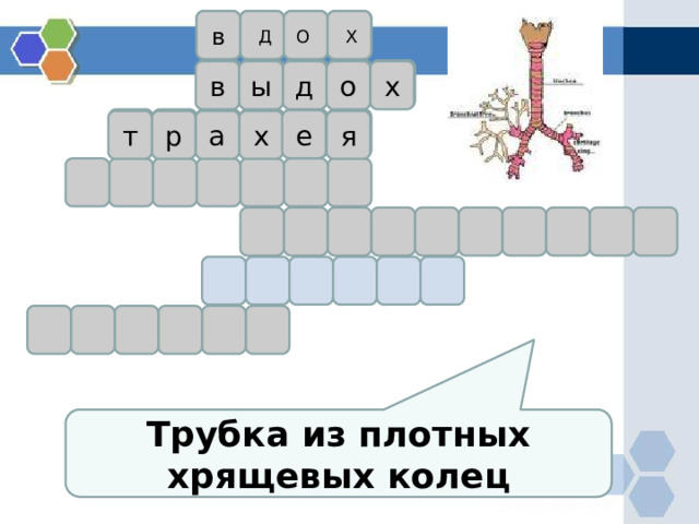 в Х О Д в х ы о д е х я а р т Трубка из плотных хрящевых колец 