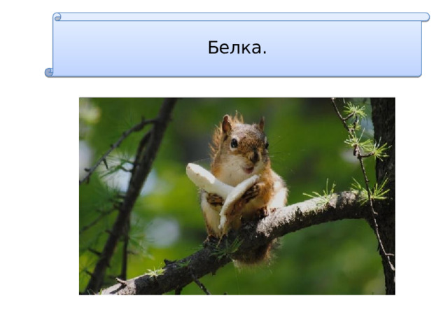 Белка. 