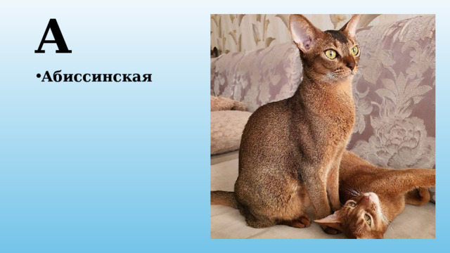 А Абиссинская 