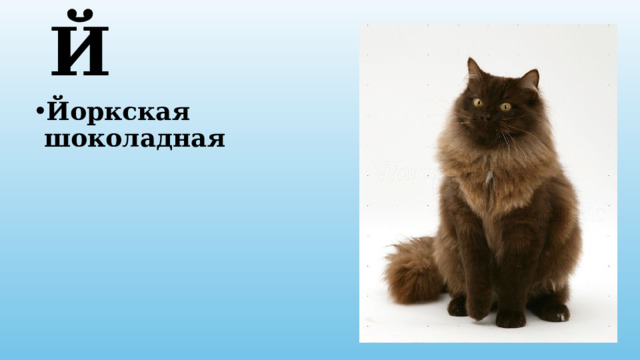 Й Йоркская шоколадная 