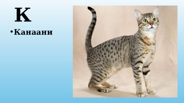 К Канаани 