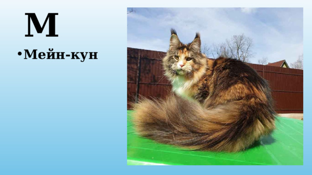 М Мейн-кун 