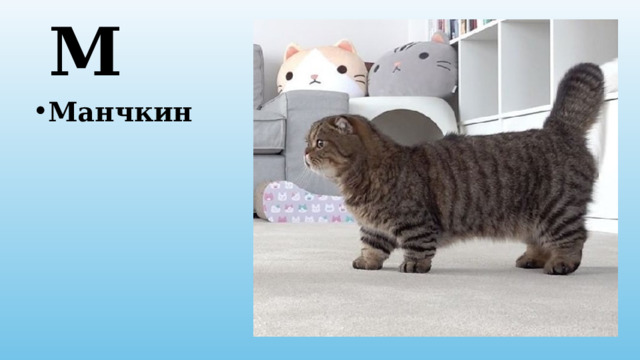 М Манчкин 