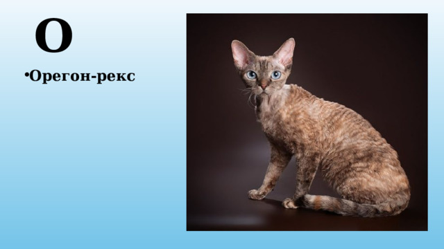 О Орегон-рекс 