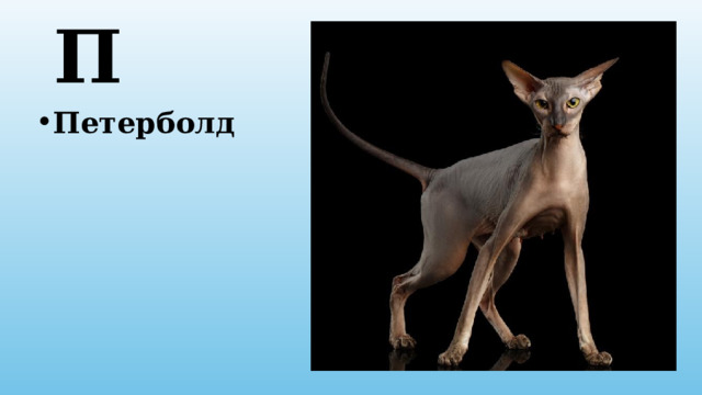П Петерболд 