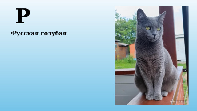 Р Русская голубая 