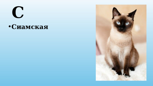 С Сиамская 