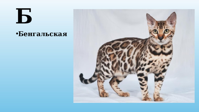 Б Бенгальская 