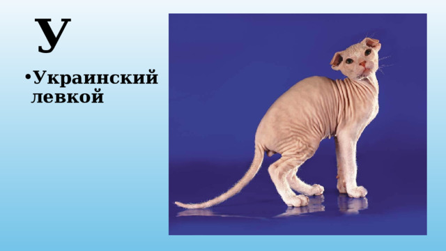У Украинский левкой 