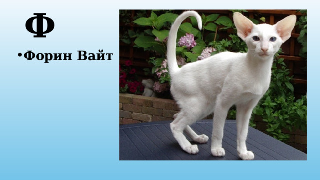 Ф Форин Вайт 