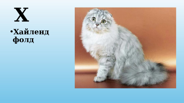 Х Хайленд фолд 