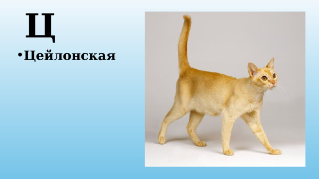 Ц Цейлонская 