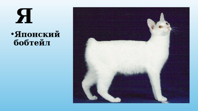 Я Японский бобтейл 
