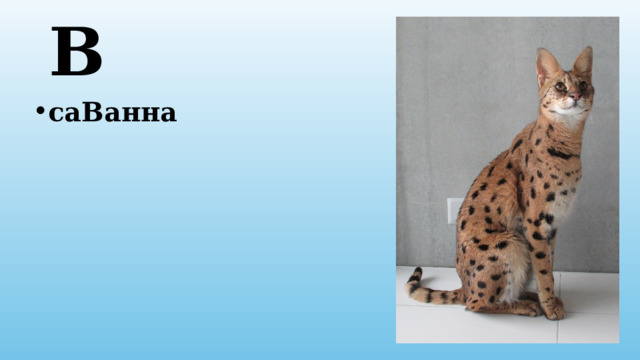 В саВанна 