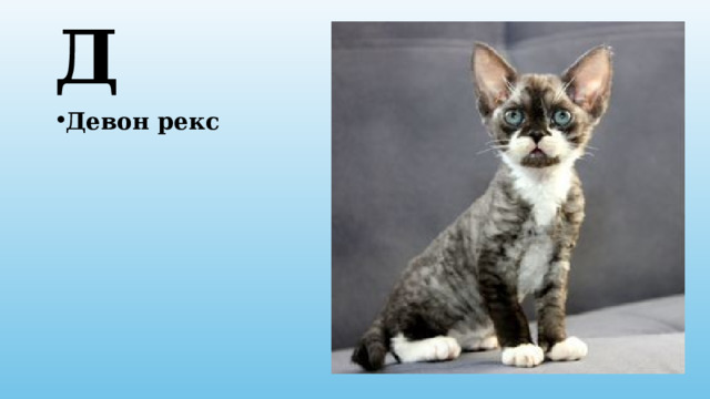 Д Девон рекс 