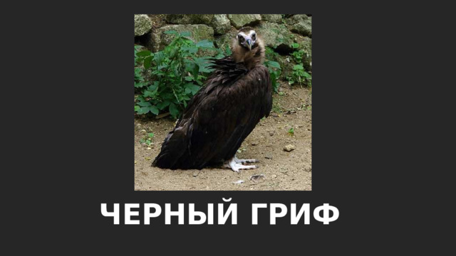 ЧЕРНЫЙ ГРИФ 