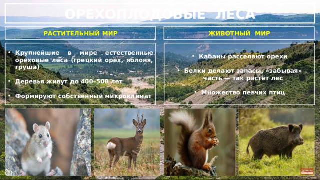 ОРЕХОПЛОДОВЫЕ ЛЕСА РАСТИТЕЛЬНЫЙ МИР ЖИВОТНЫЙ МИР Кабаны расселяют орехи Крупнейшие в мире естественные ореховые леса (грецкий орех, яблоня, груша)   Деревья живут до 400–500 лет Белки делают запасы, «забывая» часть — так растёт лес   Формируют собственный микроклимат Множество певчих птиц 