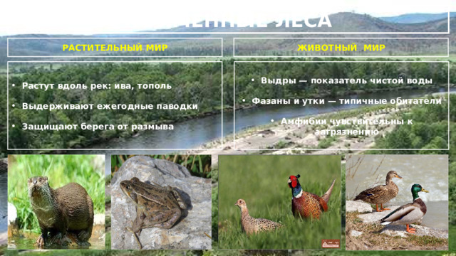 ПОЙМЕННЫЕ ЛЕСА РАСТИТЕЛЬНЫЙ МИР ЖИВОТНЫЙ МИР Выдры — показатель чистой воды Растут вдоль рек: ива, тополь   Выдерживают ежегодные паводки Фазаны и утки — типичные обитатели   Защищают берега от размыва Амфибии чувствительны к загрязнению 