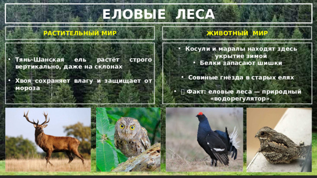 ЕЛОВЫЕ ЛЕСА РАСТИТЕЛЬНЫЙ МИР ЖИВОТНЫЙ МИР Тянь-Шанская ель растёт строго вертикально, даже на склонах Косули и маралы находят здесь укрытие зимой Белки запасают шишки   Хвоя сохраняет влагу и защищает от мороза Совиные гнёзда в старых елях  📌 Факт: еловые леса — природный «водорегулятор». 