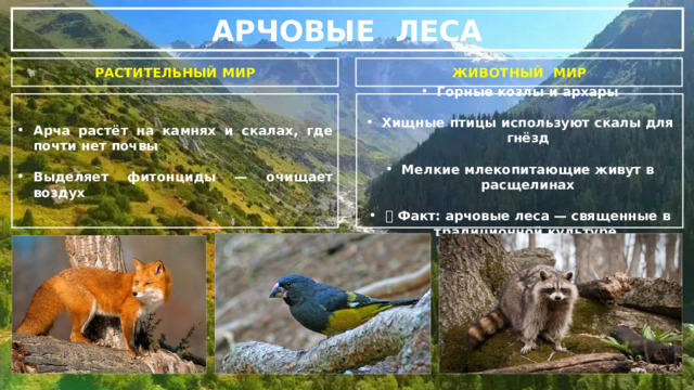 АРЧОВЫЕ ЛЕСА РАСТИТЕЛЬНЫЙ МИР ЖИВОТНЫЙ МИР Горные козлы и архары Арча растёт на камнях и скалах, где почти нет почвы   Выделяет фитонциды — очищает воздух Хищные птицы используют скалы для гнёзд  Мелкие млекопитающие живут в расщелинах  📌 Факт: арчовые леса — священные в традиционной культуре. 