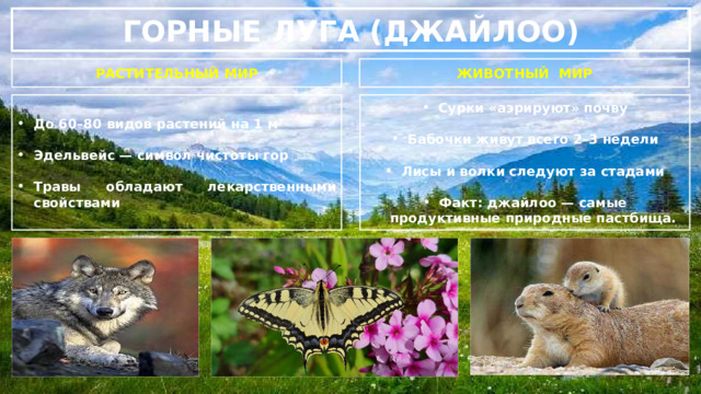 ГОРНЫЕ ЛУГА (ДЖАЙЛОО) РАСТИТЕЛЬНЫЙ МИР ЖИВОТНЫЙ МИР Сурки «аэрируют» почву До 60–80 видов растений на 1 м²   Эдельвейс — символ чистоты гор Бабочки живут всего 2–3 недели   Травы обладают лекарственными свойствами Лисы и волки следуют за стадами  Факт: джайлоо — самые продуктивные природные пастбища. 