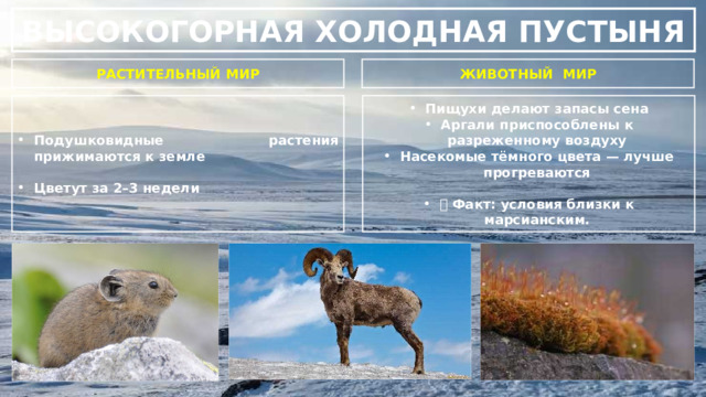 ВЫСОКОГОРНАЯ ХОЛОДНАЯ ПУСТЫНЯ РАСТИТЕЛЬНЫЙ МИР ЖИВОТНЫЙ МИР Подушковидные растения прижимаются к земле Пищухи делают запасы сена Аргали приспособлены к разреженному воздуху Насекомые тёмного цвета — лучше прогреваются   Цветут за 2–3 недели 📌 Факт: условия близки к марсианским. 