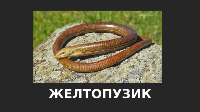 ЖЕЛТОПУЗИК 