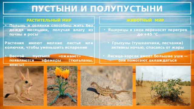 ПУСТЫНИ И ПОЛУПУСТЫНИ РАСТИТЕЛЬНЫЙ МИР ЖИВОТНЫЙ МИР Ящерицы и змеи переносят перегрев до +45 °C Полынь и солянки способны жить без дождя месяцами, получая влагу из почвы и росы   Растения имеют мелкие листья или колючки, чтобы уменьшить испарение Грызуны (тушканчики, песчанки) активны ночью, спасаясь от жары   Весной пустыня «оживает» — появляются эфемеры (тюльпаны, ирисы) Лисица-корсак имеет большие уши — они помогают охлаждаться 