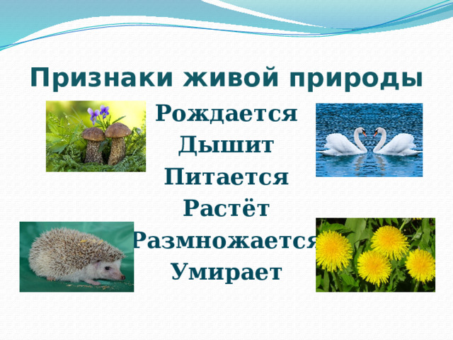 Признаки живой природы Рождается Дышит Питается Растёт Размножается Умирает 