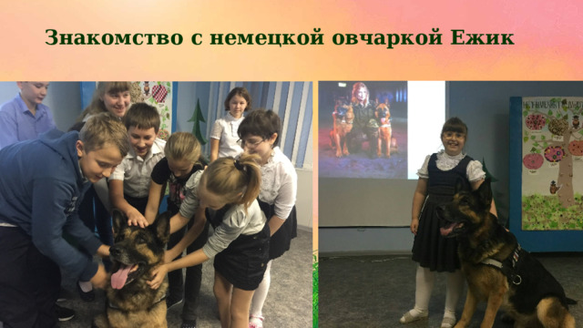 Знакомство с немецкой овчаркой Ежик 