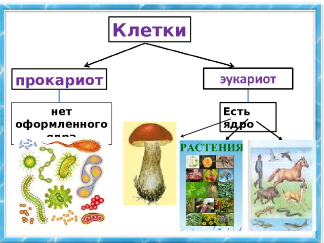 Клетки прокариот нет оформленного ядра Есть ядро 