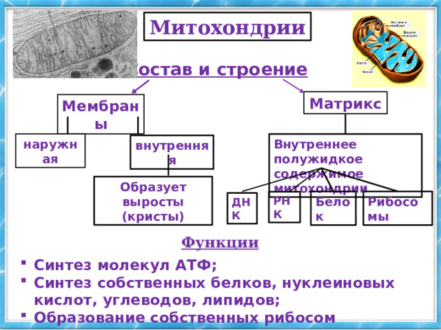 Митохондрии Состав и строение Матрикс Мембраны наружная Внутреннее полужидкое содержимое митохондрии внутренняя Образует выросты (кристы) Белок Рибосомы РНК ДНК Функции Синтез молекул АТФ; Синтез собственных белков, нуклеиновых кислот, углеводов, липидов; Образование собственных рибосом 