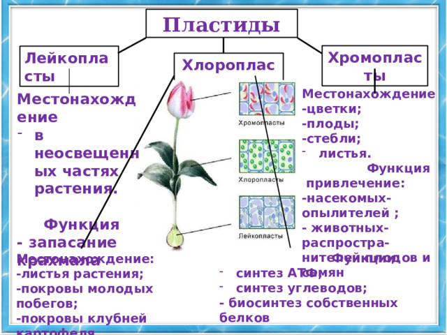 Пластиды Хромопласты Лейкопласты Хлоропласты Местонахождение -цветки; -плоды; -стебли; листья.  Функция  привлечение: -насекомых-опылителей ; - животных-распростра-нителей плодов и семян Местонахождение в неосвещенных частях растения.  Функция - запасание крахмала  Функции: синтез АТФ; синтез углеводов; - биосинтез собственных белков  Местонахождение: -листья растения; -покровы молодых побегов; -покровы клубней картофеля (на свету)   